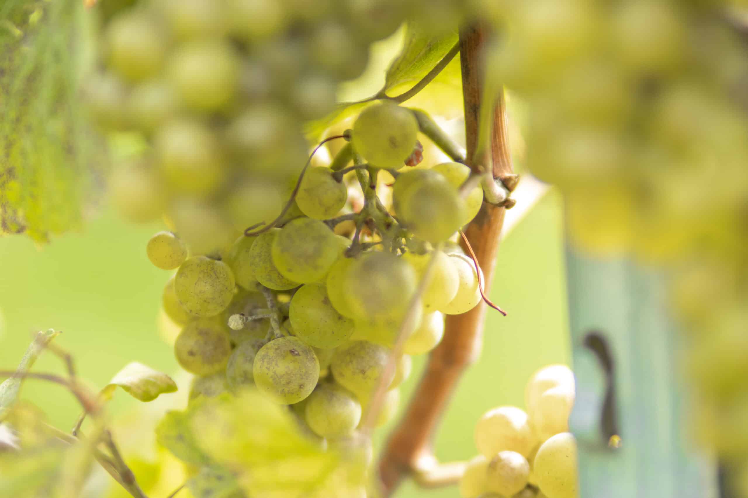 Nahaufnahme einer grünen Weintraube, die an einem Weinstock eines renommierten Weinguts hängt. Die Trauben sind scharf, während die umgebenden Blätter und Reben leicht verschwommen sind. Das durchscheinende Sonnenlicht schafft eine warme, sommerliche Atmosphäre.