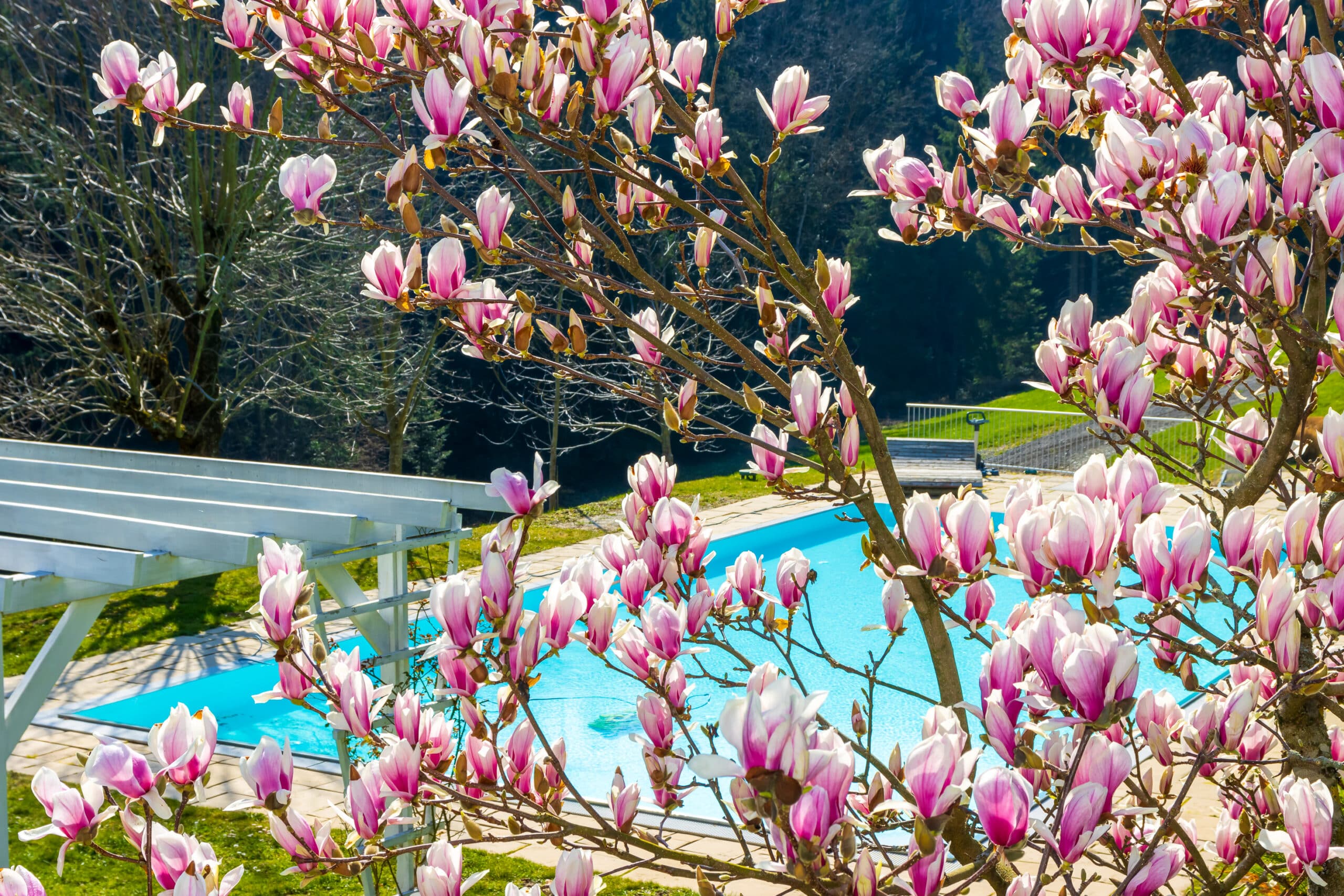 Rosa und weiße Magnolienblüten in voller Blüte in der Nähe eines hellblauen Swimmingpools an einem sonnigen Tag, mit grünem Gras und Bäumen im Hintergrund.